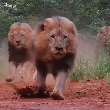 angry lion