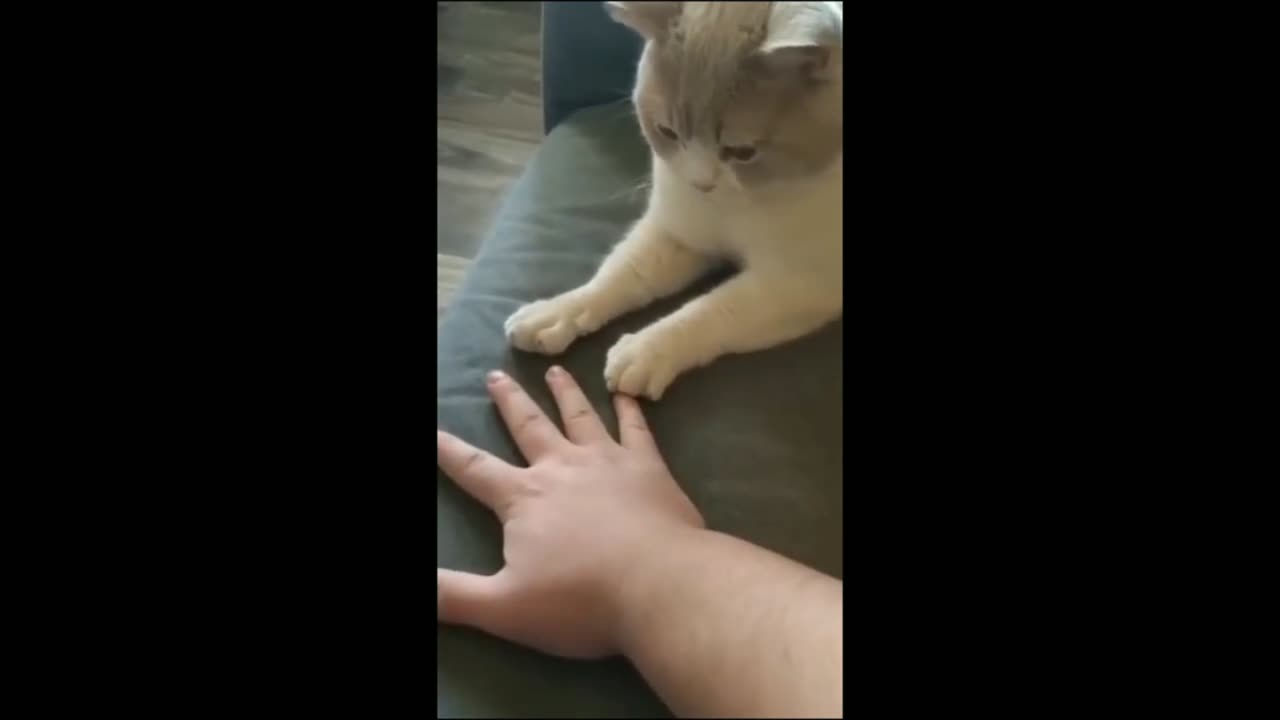 Funny Cat