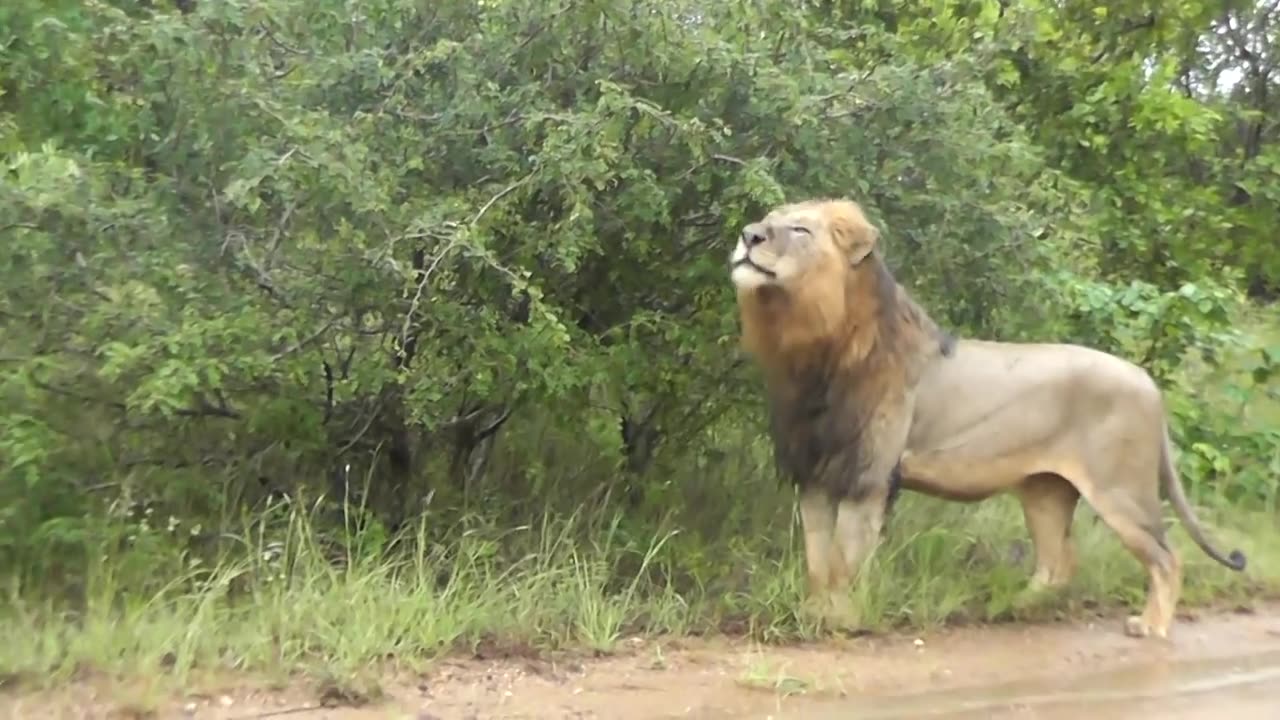 Lions of Asia living with humans