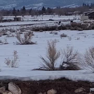 The deer tripped me with a psychic attack