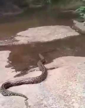 Released after 4-hour walk: The chicken-eating African rock python rescued in Molweni