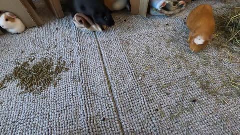 Happy guinea pigs wheeking lovely