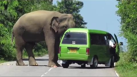 "The Power of Nature: Elephant Attack in Action"