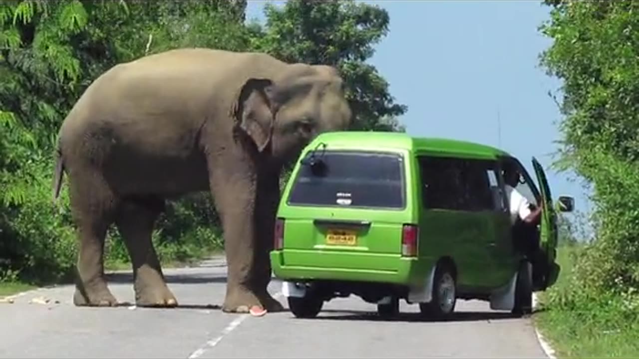 "The Power of Nature: Elephant Attack in Action"