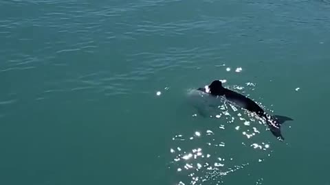 Commerson's dolphins are small, chubby dolphins with cone-shaped heads and no beak.