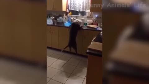 Funny dog trying to climb up 🐕