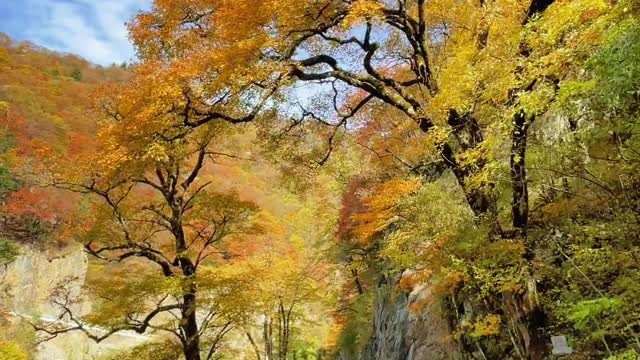 Grasp the tail of autumn to enjoy the color of autumn