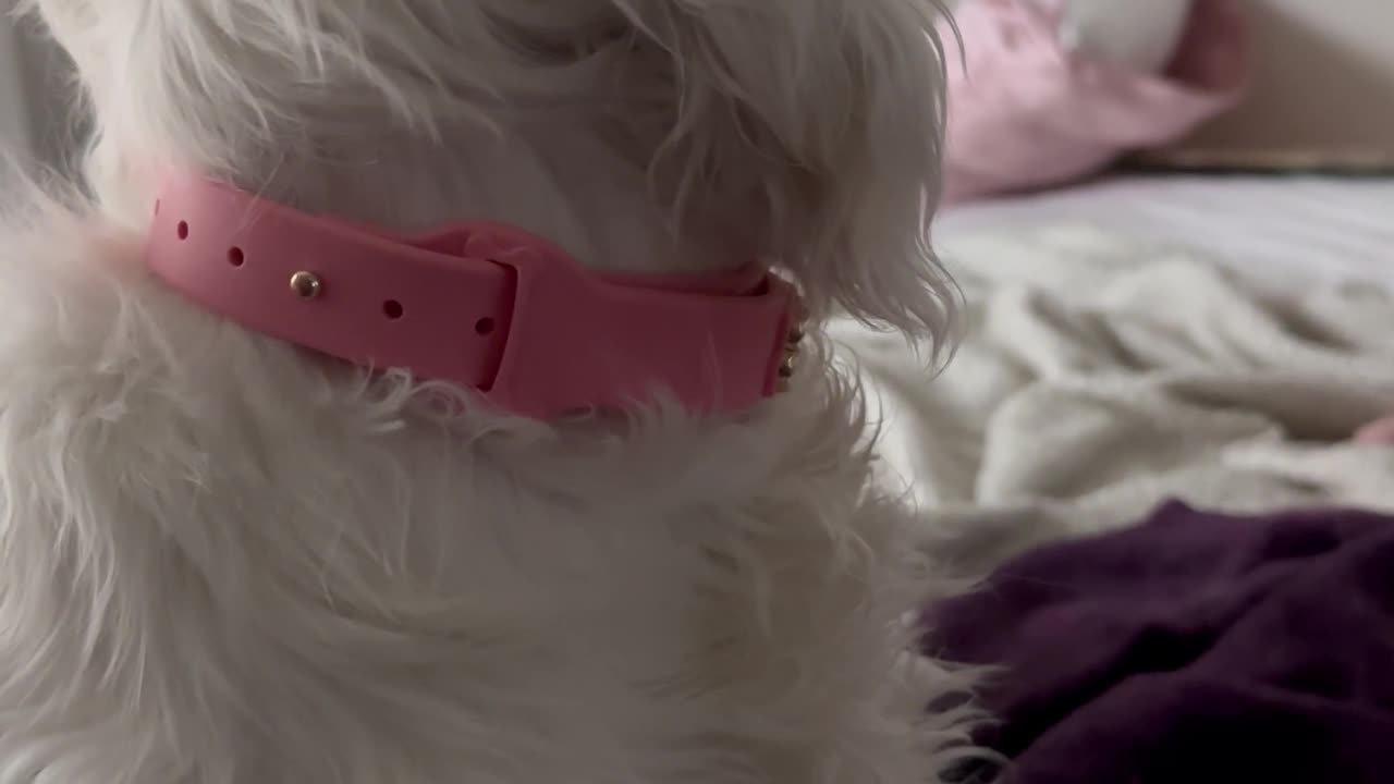 Blind and Deaf Dog Recognizes Owner By Smell