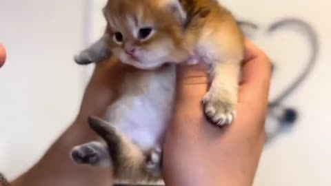 Cute baby Cat 🥰