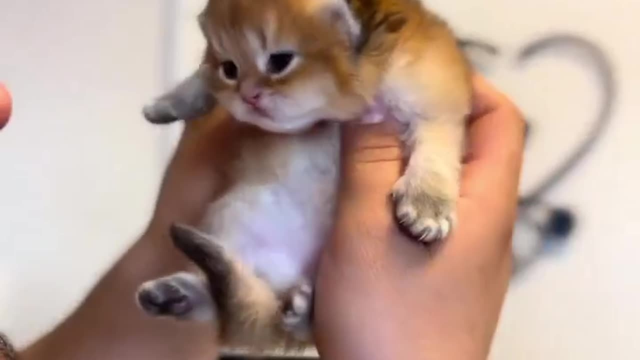 Cute baby Cat 🥰