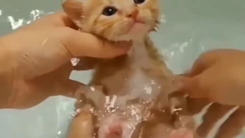 Munchkin relaxing in the tub 😍