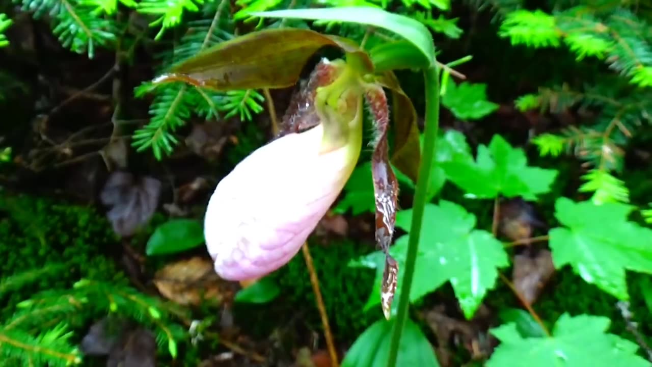 Lady Slipper