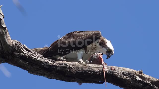 Osprey eating fish up in tree