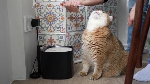 Drink Hosico's water