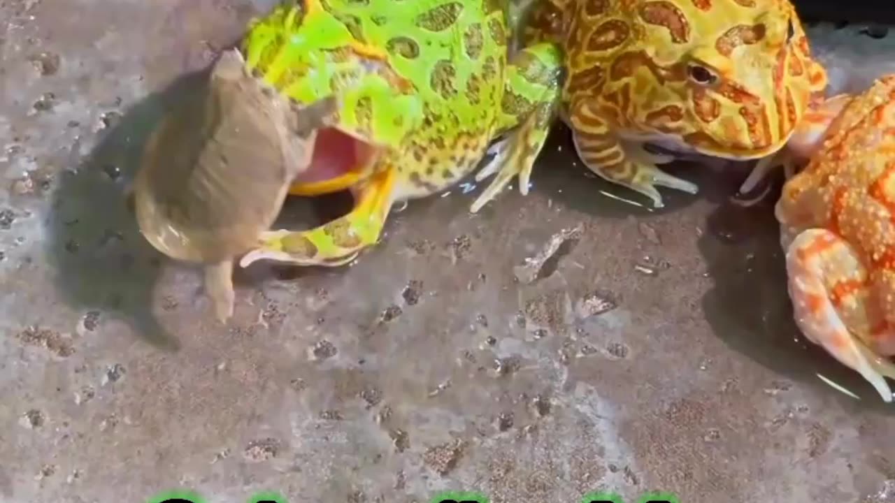 Frog 🐸 vs Tortoise 🐢 Fighting #trending #viral #foryou