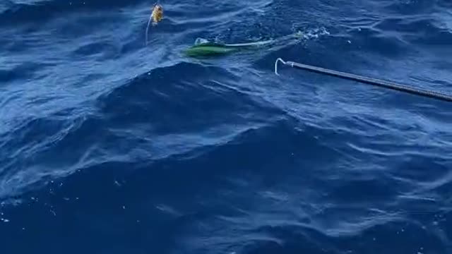How to properly get a mahi in the boat