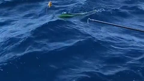 How to properly get a mahi in the boat