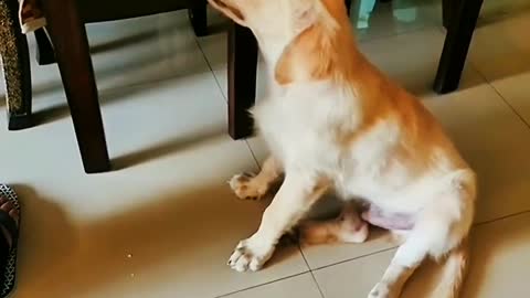 Why do dogs bark?