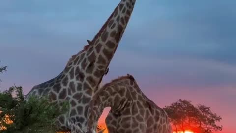 Giraffes