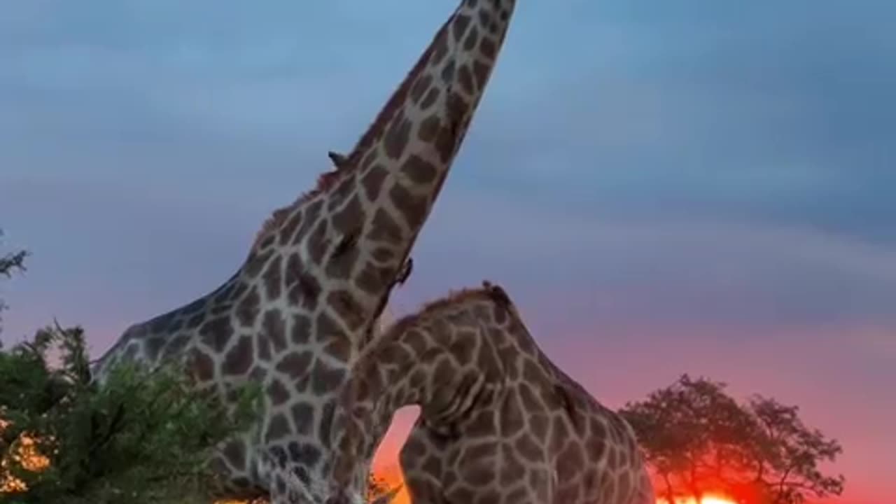 Giraffes