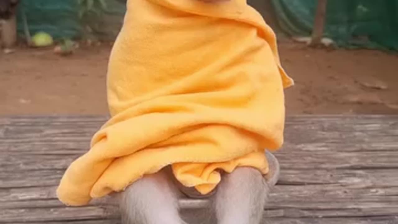 Monkey needs her towel