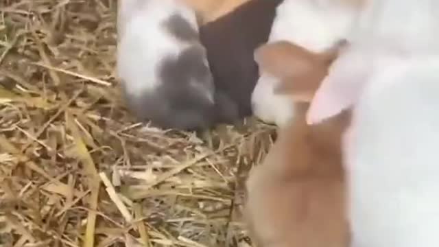 Is it too much to ask to be buried in this pile of bunnies???