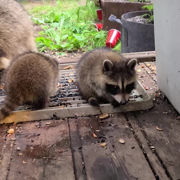 07-08-23 | The Lads Raccoon Vlog-002 | #shorts