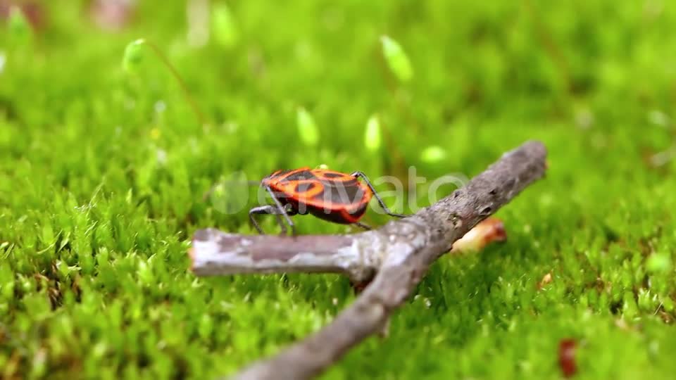 happy nature