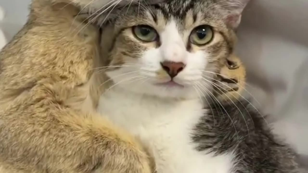 Cute Cats & Funny Cats 😍😍😅😅 #cats #reels #shorts #viral #pets #mmvcats