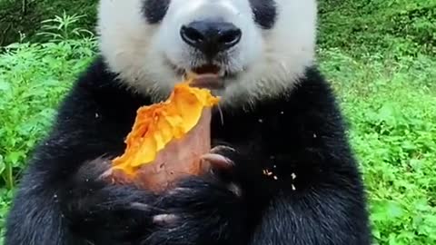 The Qinling panda