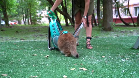 Hosico goes for a walk