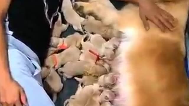 Funny animals videos, funny pet videos