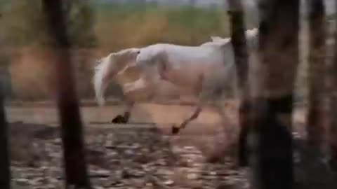 Enigma - Return To Innocence - RELOADED