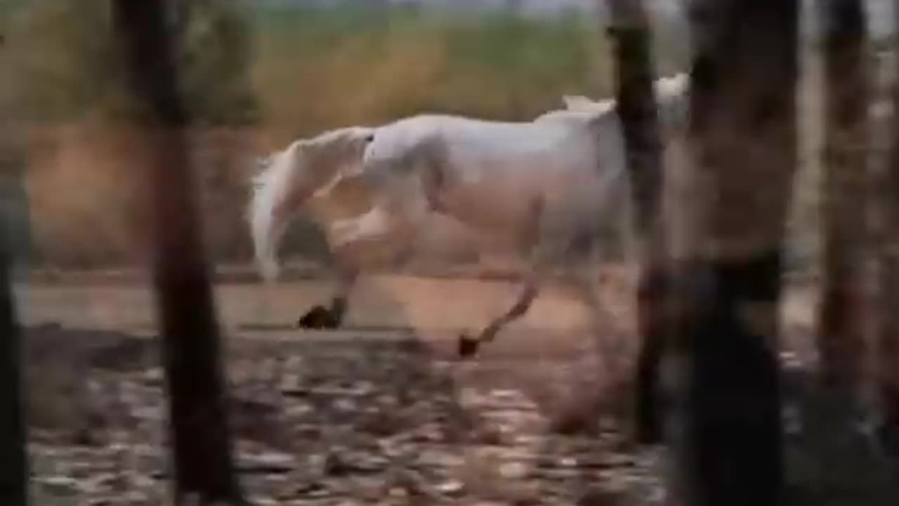 Enigma - Return To Innocence - RELOADED
