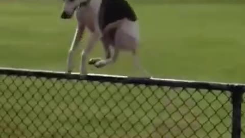 Animals funny video dog