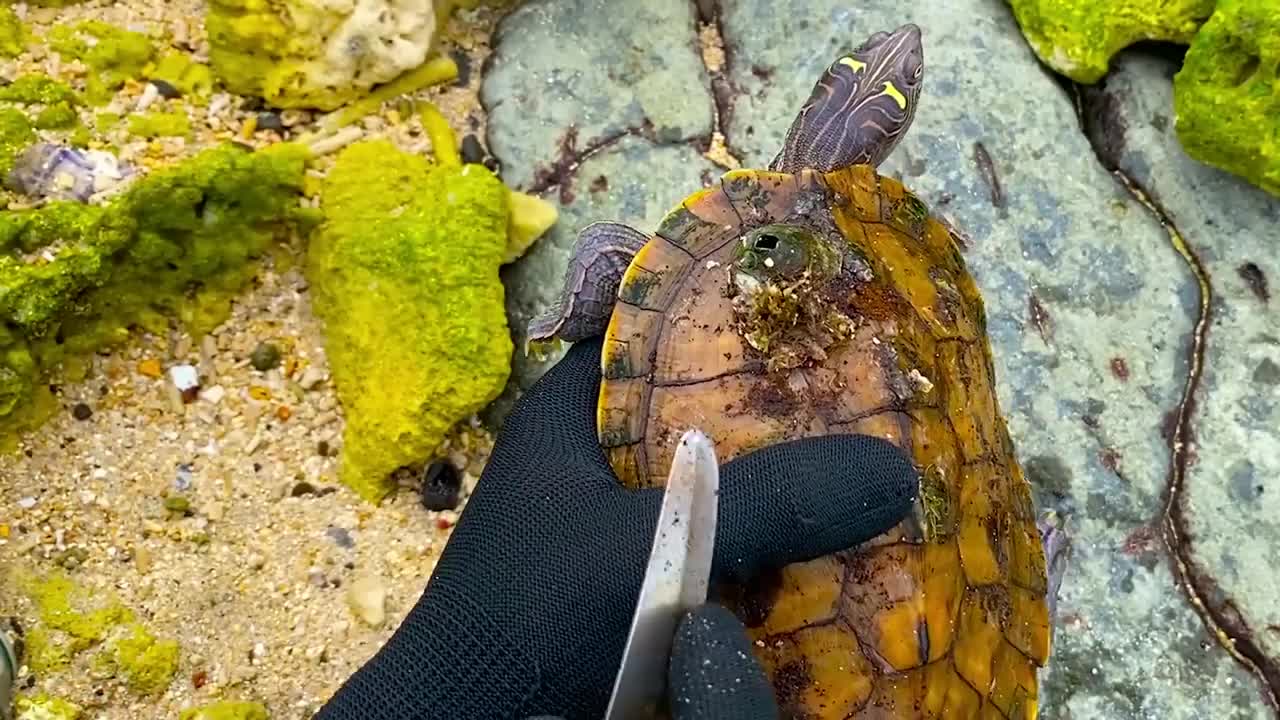 Lucky sea turtle were rescued in time to remove barnacles and the net clinging to the shell