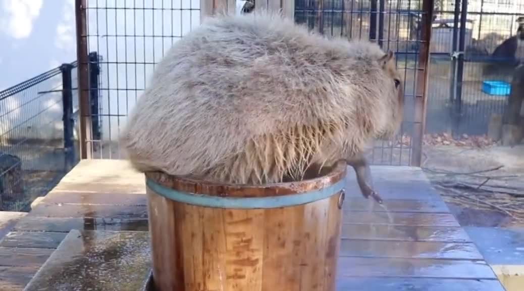 A marmot in the bath