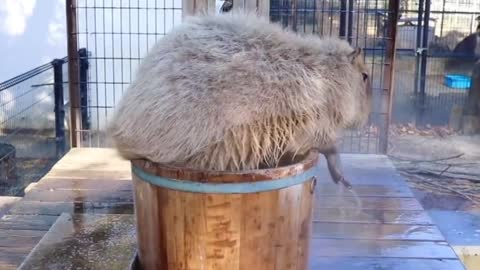 A marmot in the bath