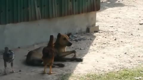 Funny Anima Video