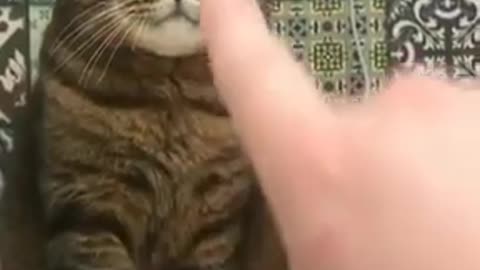 Angry cat🐱