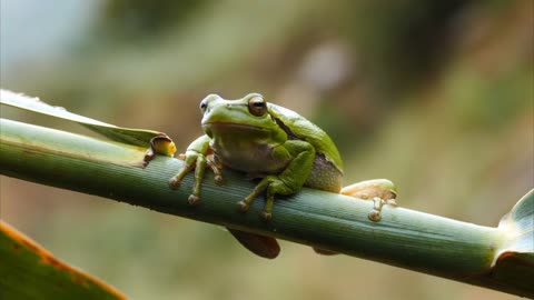 Forest Frog Varieties Precious Animals