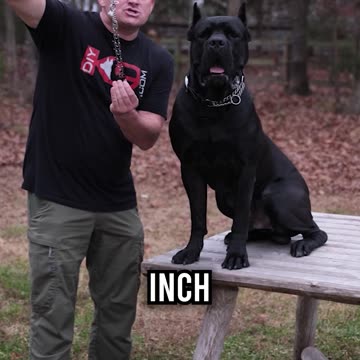 The Best Prong Collar for Large Dogs