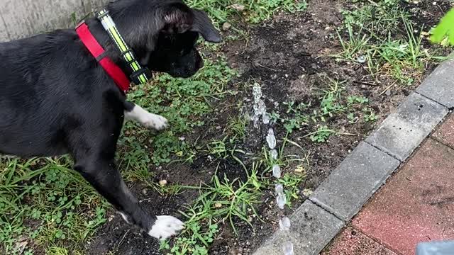 Thirsty Thirsty Puppy