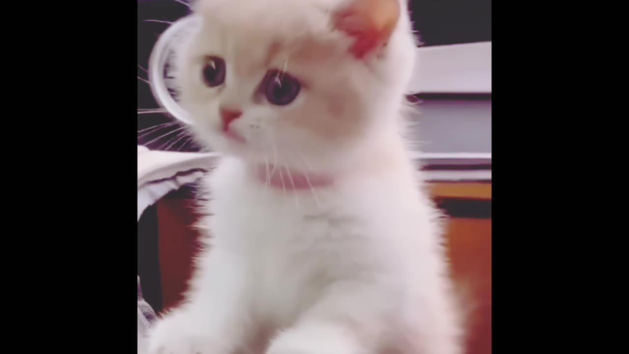 Cute and Adorable Kittens