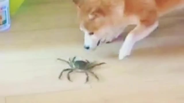 Dog scared with spider