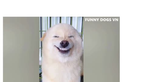 funny dog smile/funny video