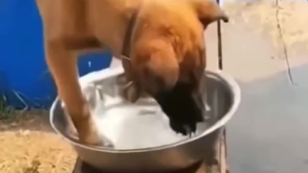Funny dog playing 😍#shorts feed #dog #funny #animals #short video