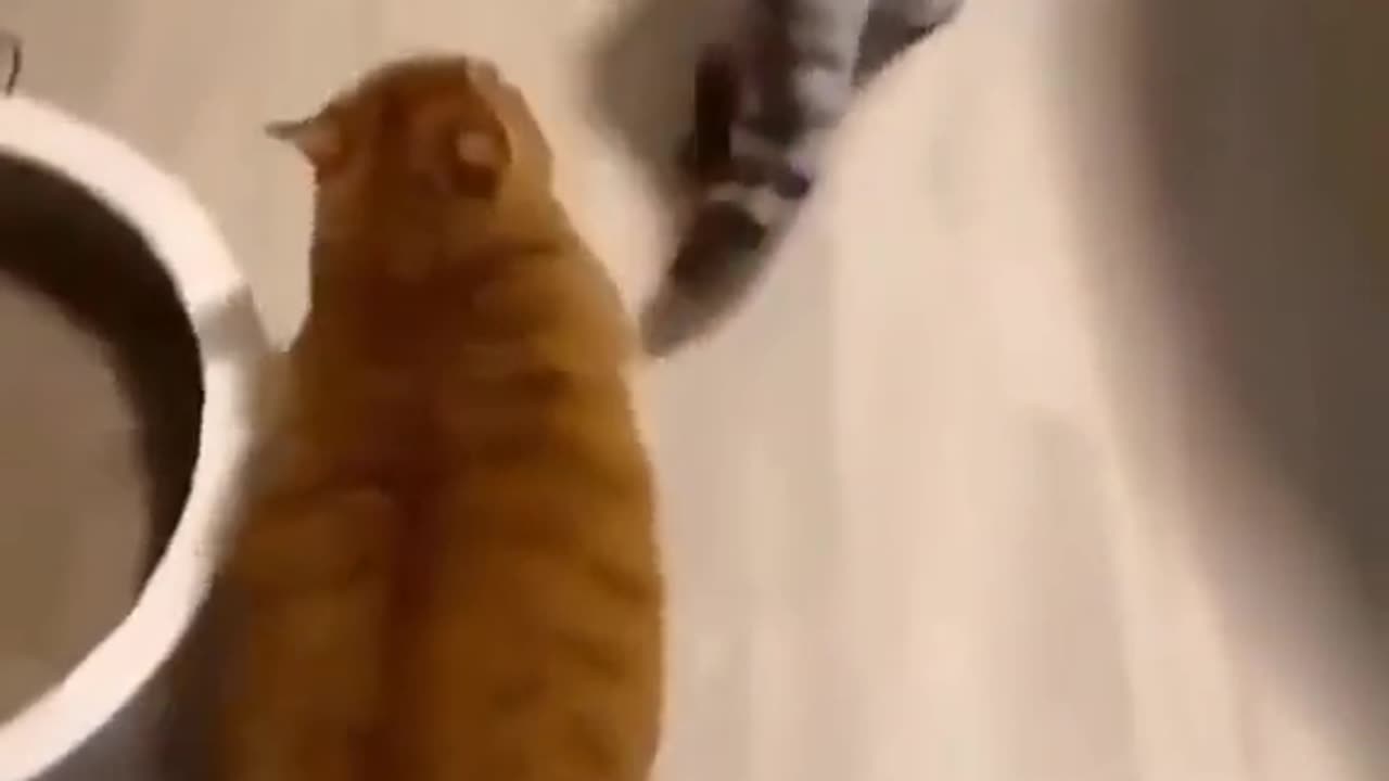 Very funny kittens 1