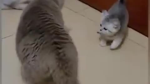 Funny animals video