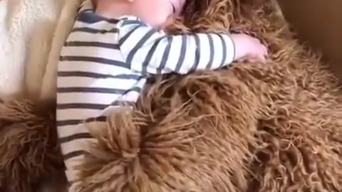 Cutest dog cuddles which human friend